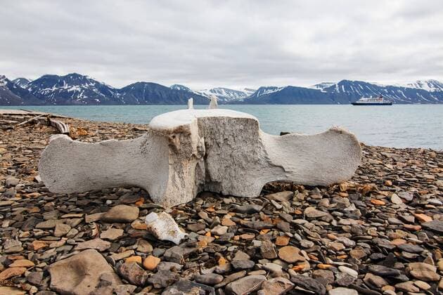  Wirbelknochen von einem Wal in der Walfangstation Bamsebu im Bellsund, Spitzbergen, Norwegen, Europa Copyright: imageBROKER/WilfriedxMartin ibxwma04234143.jpg