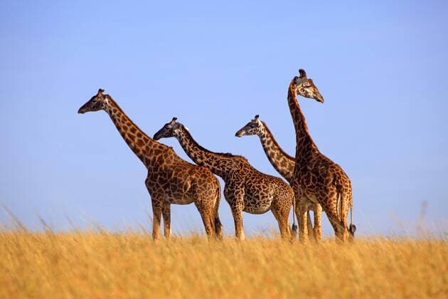 Massaigiraffe, Massai-Giraffe (Giraffa camelopardalis tippelskirchi), vier Giraffen stehen in der Savanne, Kenia, Masai Mara Nationalpark Masai giraffe (Giraffa camelopardalis tippelskirchi), four giraffes stand in savannah, Kenya, Masai Mara National Park BLWS406438
