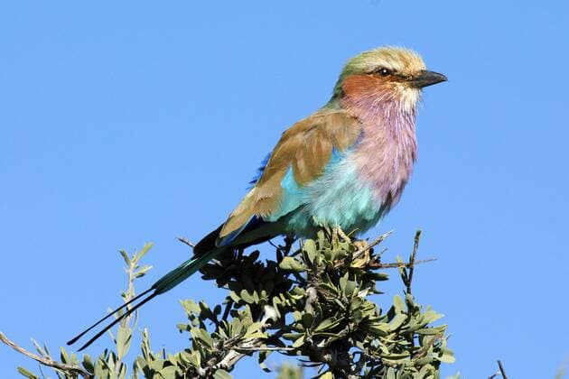 Gabelracke, auch Gabelschwanzracke oder Gruenscheitelracke, (Coracias caudatus), McPMOS McPMOS