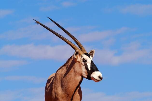 Oryx Antilope, Spiessbock, (Oryx gazella) McPMOS McPMOS