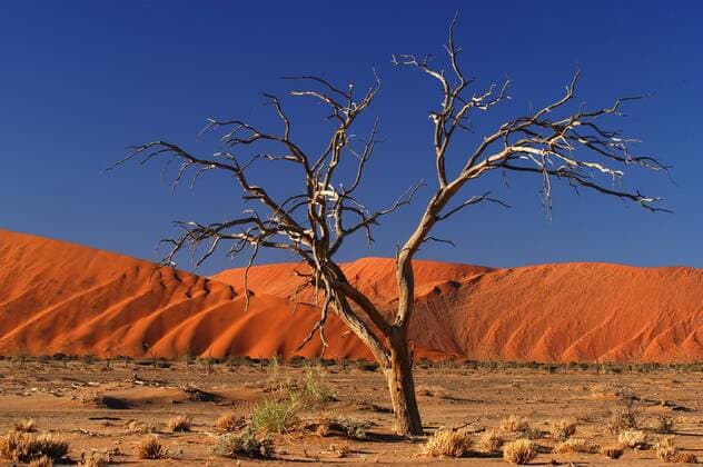 Toter Baum in der Namibwueste McPMOS McPMOS