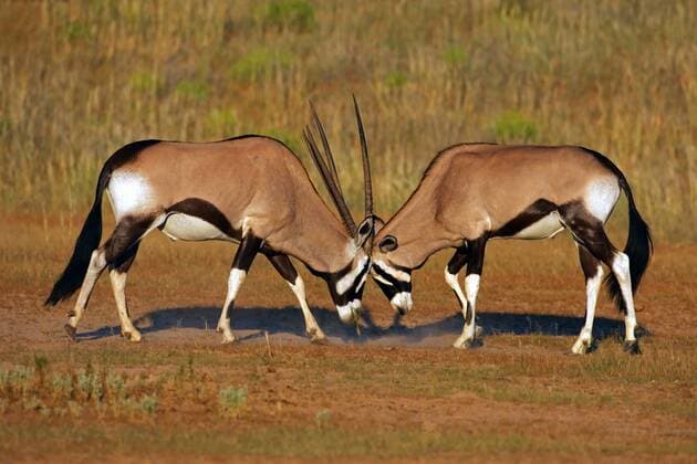 Kaempfende Oryx-Antilopen Bernd Wasiolka Bernd Wasiolka