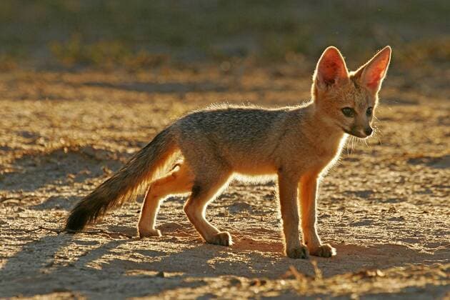 Kapfuchs steht in der Abendsonne Bernd Wasiolka Bernd Wasiolka