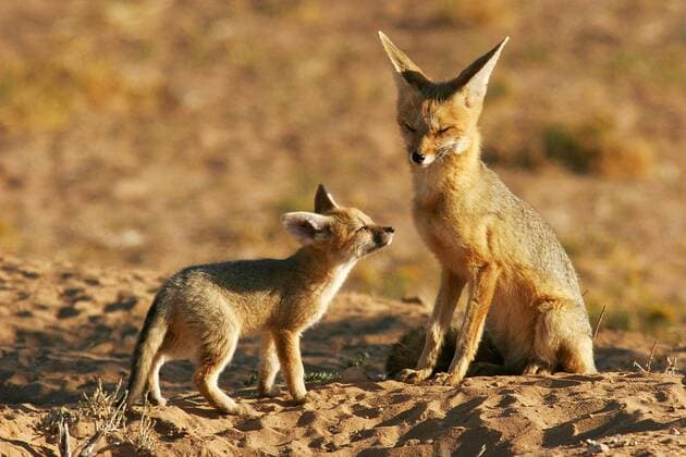 Kapfuchs mit Welpe Bernd Wasiolka Bernd Wasiolka