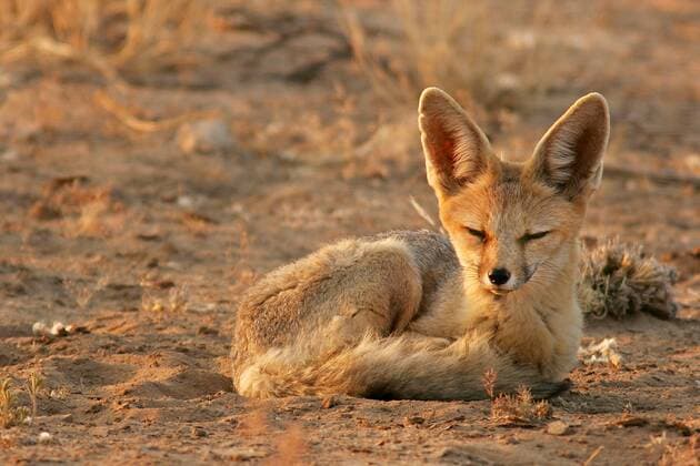 Kapfuchs steht in der Abendsonne Bernd Wasiolka Bernd Wasiolka