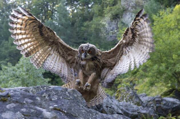Uhu (Bubo bubo), captive, im Anflug, ausgebreitete Flügel, Vulkaneifel, Deutschland, Europa Copyright: imageBROKER/MarcusxSiebert ibxmcs04245629.jpg