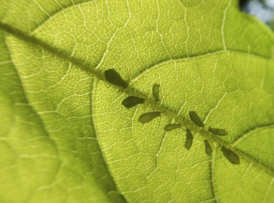 Blattlaeuse (Aphidoidea), Blattlaeuse an einem Blatt, Deutschland aphids and greenflies etc. (Aphidoidea), aphids on a leaf, Germany BLWS407040