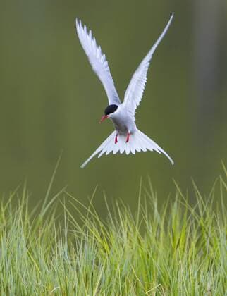 Kuestenseeschwalbe, Kuesten-Seeschwalbe (Sterna paradisaea), im Gras landend , Norby, Troms arctic tern (Sterna paradisaea), landing on grass, Norby, Troms BLWS407101