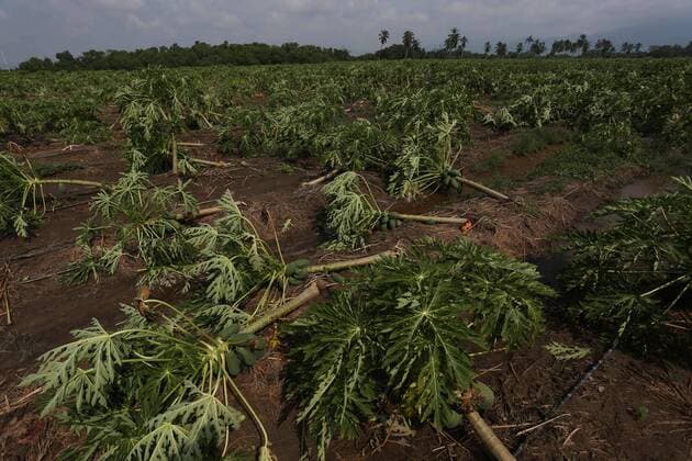 Oct. 25, 2015 - Mexico - The devastated papaya plantation in Michoacan s coast hit by hurricane Patricia. Hurricane Patricia hit the southwestern Mexico and Categorized as storm 5, bringing lashing rains, surging seas and cyclonic winds hours after it peaked, it is one of the strongest storms ever recorded. Mexico - ZUMAp133