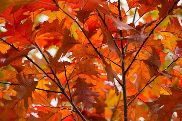 Europa; Deutschland; Niedersachsen; Harz; Wald: Herbstlich verfärbte Blätter der Spitzeiche