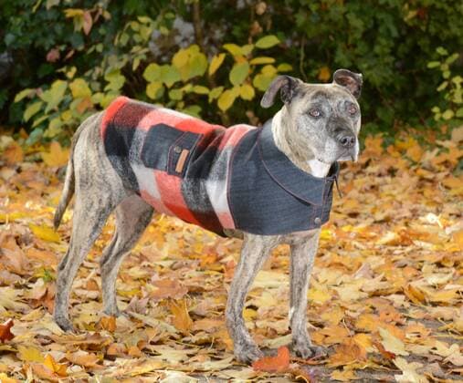 Das Berliner Start-up ãhappystaffy.meÒ bietet maßgeschneiderte Mode für den Hund. Hündin Chica (12) Chica trägt eine Holzfällerjacke für 139 Euro.