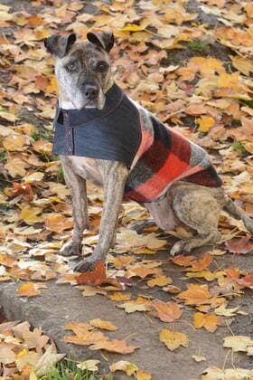 Das Berliner Start-up ãhappystaffy.meÒ bietet maßgeschneiderte Mode für den Hund. Hündin Chica (12) Chica trägt eine Holzfällerjacke für 139 Euro.