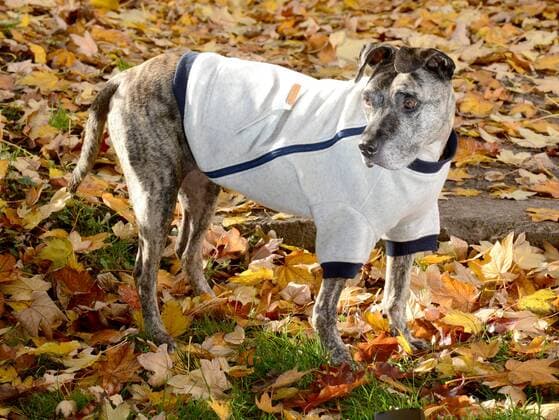 Das Berliner Start-up ãhappystaffy.meÒ bietet maßgeschneiderte Mode für den Hund. Hündin Chica (12) Woll-Pulli für 109 Euro.