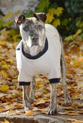 Das Berliner Start-up ãhappystaffy.meÒ bietet maßgeschneiderte Mode für den Hund. Hündin Chica (12) Woll-Pulli für 109 Euro.