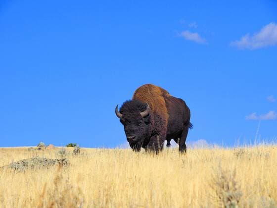 Amerikanischer Bison, Bueffel (Bison bison), Bisonbulle, USA, Wyoming, Yellowstone Nationalpark, Lamar Valley American bison, buffalo (Bison bison), male buffalo, USA, Wyoming, Yellowstone National Park, Lamar Valley BLWS407656