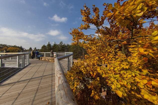 Im September 2015 eroeffnete der erste Baumkronenpfad Brandenburgs. Auf bisher ueber 320 Metern Laenge koennen Besucher ueber die Daecher von Ruinen der Beelitzer Heilstaetten wandeln. Baum & Zeit ist ganzjaehrig geoeffnet. www.baumundzeit.de