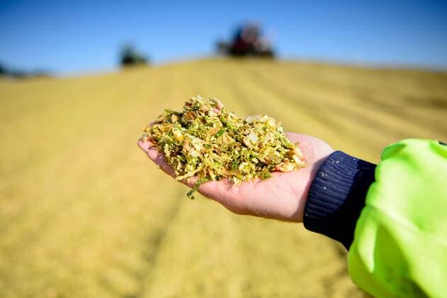 IMAGO Nature: Unsere Erde, Energiequellen, Biomasse Traktoren schieben am 12.10.2015 in einer Biogas-Analge in der Nähe von Nossen (Sachsen) gehäckselte Maispflanzen in einem Silo zu einem Berg zusammen, im Vordergrund hält ein Arbeiter fein gemahlene Maispflanzen auf seiner Hand.