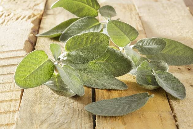  Frischer Salbei (Salvia officinalis) Copyright: imageBROKER/JuliexWoodhouse ibxjwd04251740.jpg