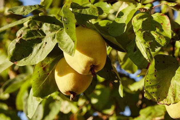  Birnenquitten (Cydonia oblonga var. oblonga) am Baum im Sonnenschein, Deutschland, Europa Copyright: imageBROKER/JoergxP.xBongartz ibxjph04246984.jpg