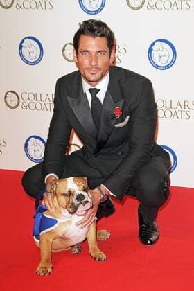 Oct. 30, 2014 - London, London, UK - UK. David Gandy, Battersea Dogs & Cats Home s Collars & Coats Gala Ball, Battersea Evolution, London UK, 30 October 2014.  - ZUMAl94