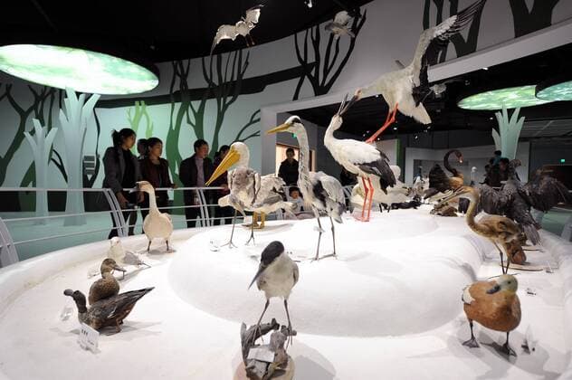 (151109) -- CHONGQING, Nov. 9, 2015 -- Visitors are seen in the new venue of Chongqing Museum of Natural History in southwest China s Chongqing Municipality, Nov. 9, 2015. With an investment of nearly 400 million yuan (around 63 million US dollars), the new venue of Chongqing Museum of Natural History opened to the public on Monday. The universal museum contains more than 110,000 exhibits, covering the fields of astronomy, geography and biology. ) (zhs) CHINA-CHONGQING-MUSEUM-NATURE (CN) TangxYi 