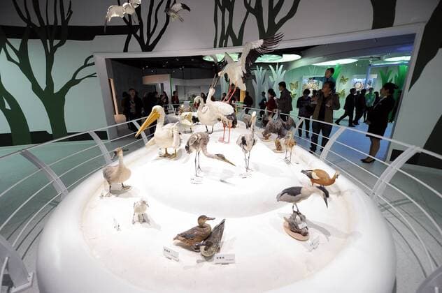 (151109) -- CHONGQING, Nov. 9, 2015 -- Visitors are seen in the new venue of Chongqing Museum of Natural History in southwest China s Chongqing Municipality, Nov. 9, 2015. With an investment of nearly 400 million yuan (around 63 million US dollars), the new venue of Chongqing Museum of Natural History opened to the public on Monday. The universal museum contains more than 110,000 exhibits, covering the fields of astronomy, geography and biology. ) (zhs) CHINA-CHONGQING-MUSEUM-NATURE (CN) TangxYi 
