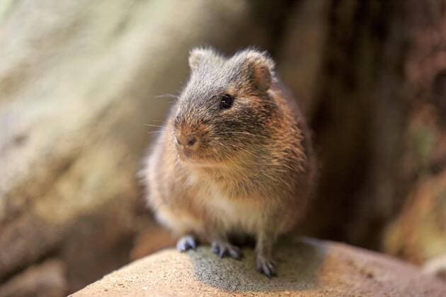  Sumpfmeerschweinchen, Magna-Sumpfmeerschweinchen, (Cavia magna), adult, Vorkommen in Südamerika, captive Copyright: imageBROKER/Jürgenx&xChristinexSohns iblson04258562.jpg