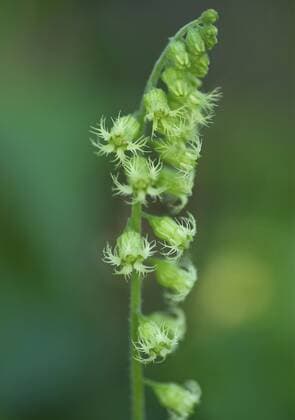 Falsche Alraunenwurzel (Tellima grandiflora), Bluetenstand, Deutschland, Bayern, Oberbayern fragrant fringecup, fringe-cups (Tellima grandiflora), inflorescence, Germany, Bavaria, Oberbayern, Upper Bavaria BLWS408626