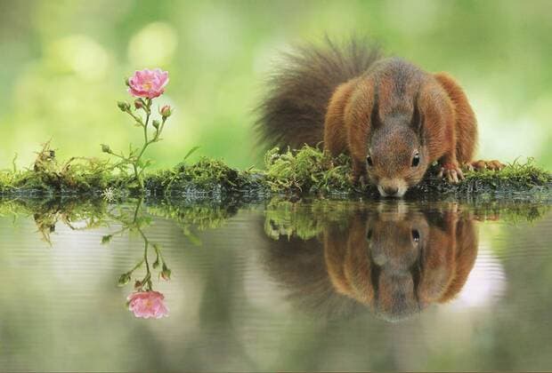 June 7, 2014 - VIENNA, AUSTRIA: A DARE DEVIL red squirrel is so desperate for nuts he is jumping from tree to tree like a furry superhero. After his NUTTY workout he is so tired that he descends from the tree to enjoy a drink while checking out his own reflection in the still water of his forest home. The humorous pictures of this furry fella were taken by 23 year-old student Julian Ghahreman-Rad who spent seven-hours hiding in a forest park to take these pictures near his home in Vienna, Austria.  - ZUMAm14