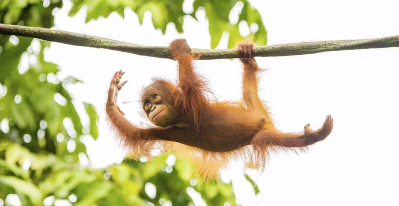 Aug. 24, 2014 - SINGAPORE: A BABY orang-utan looks like he is performing ballet as he dangles from the treetops. Other pictures show other members of the merry band of apes playing in the trees as a pair of orang-utans frolic together one pretends to be doing ballet while another does a mid-air wee. At the end of the day exhausted mum can only try to get some rest as the youngsters continue to swing around above her head. The heart-warming pictures were taken by Singapore photographer C.S. Ling (30) at the island s Zoological Gardens.  - ZUMAm14