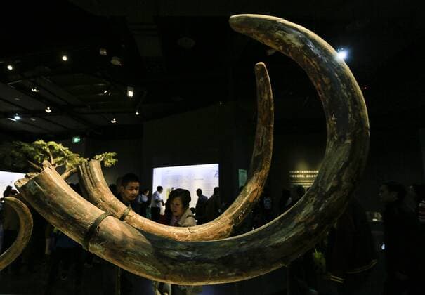 CHONGQING -- People visit the new Chongqing Museum of Natural History in Chongqing, southwest China, Nov. 15, 2015. The new Chongqing Museum of Natural History, the second largest natural museum in China, reopened on Nov. 9, 2015. ) (zwx) CHINA-CHONGQING-MUSEUM OF NATURAL HISTORY-REOPENING(CN) QinxTingfu 