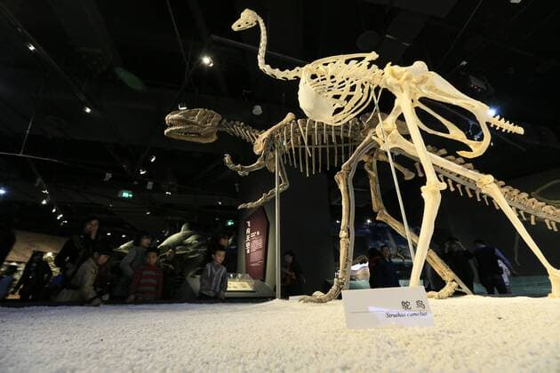 CHONGQING -- People visit the new Chongqing Museum of Natural History in Chongqing, southwest China, Nov. 15, 2015. The new Chongqing Museum of Natural History, the second largest natural museum in China, reopened on Nov. 9, 2015. ) (zwx) CHINA-CHONGQING-MUSEUM OF NATURAL HISTORY-REOPENING(CN) QinxTingfu 