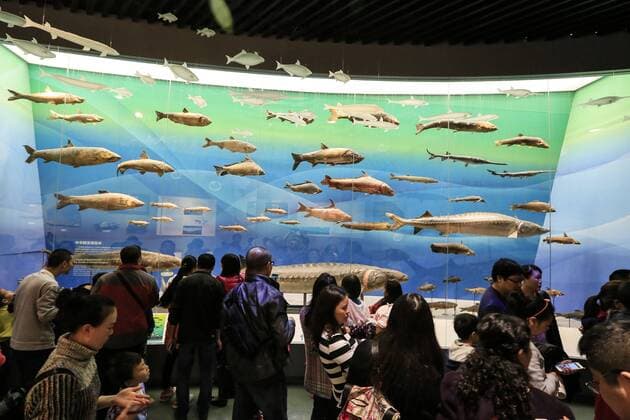 CHONGQING -- People visit the new Chongqing Museum of Natural History in Chongqing, southwest China, Nov. 15, 2015. The new Chongqing Museum of Natural History, the second largest natural museum in China, reopened on Nov. 9, 2015. ) (zwx) CHINA-CHONGQING-MUSEUM OF NATURAL HISTORY-REOPENING(CN) QinxTingfu 