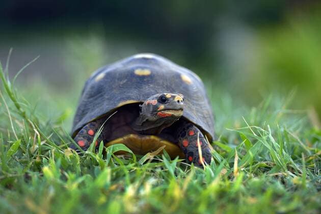 Koehlerschildkroete; Koehler-Schildkroete (Chelonoidis carbonarius), Schildkroete auf einer Wiese, Grenada, Sandy island, Carriacou red-footed tortoise (Chelonoidis carbonarius), Turtle with red legs in a meadow, Grenada, Sandy island, Carriacou BLWS409642