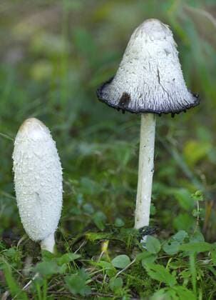 Schopftintling, Schopf-Tintling, Tintenpilz, Tinten-Pilz, Spargelpilz, Spargelpilze, Porzellan-Tintling, Porzellantintling (Coprinus comatus, Coprinus ovatus), zwei Fruchtkoerper auf einer Wiese, Deutschland, Bayern, Oberbayern-Alpenvorland Shaggy ink cap, Lawyer s wig, Shaggy mane (Coprinus comatus, Coprinus ovatus), two fruiting bodies in a meadow, Germany, Bavaria, Oberbayern-Alpenvorland BLWS409979