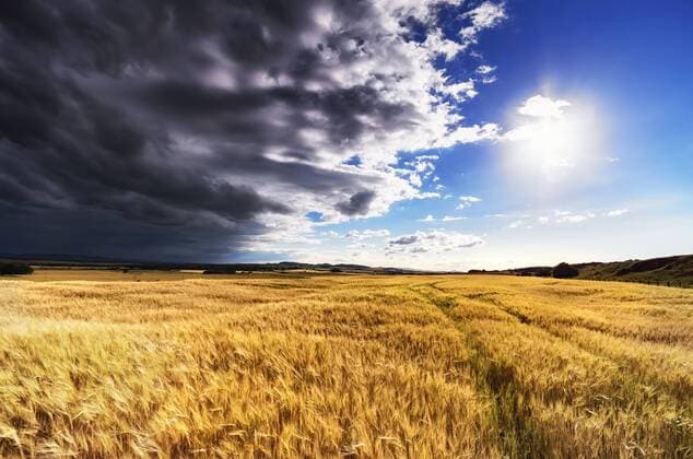 Scotland, East Lothian, Field of barley against the sun  SMAF000392