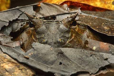 Surinam-Hornfrosch, Gehoernter Hornfrosch (Ceratophrys cornuta), Gut getarnt im Falllaub, Ecuador, Yasuni Nationalpark, Amazonas Regenwald Surinam horned frog (Ceratophrys cornuta), well camouflaged between fallen leaves, Ecuador, Yasuni National Park, Amazonas Regenwald BLWS410539