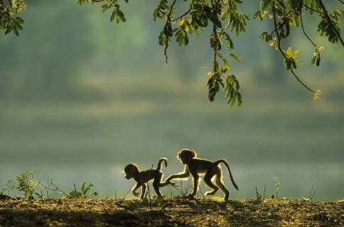 Steppenpavian, auch Gelber Pavian oder Babuin (Papio cynocephalus), zwei verspielte Junge, frühe Morgenstunde, Südluangwa-Nationalpark, Sambia, Afrika Copyright: imageBROKER/ThomasxDressler ibltdr04146799.jpg