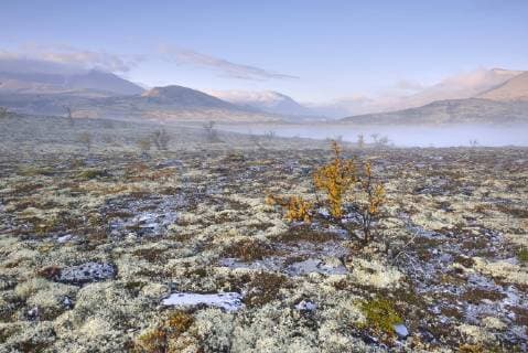  Fjellbirken (Betula pubescens) und Rentierflechte (Cladonia rangiferina), Fjelllandschaft im Herbst im Nebel, Rondane-Nationalpark, Norwegen, Europa Copyright: imageBROKER/KevinxPrönnecke ibxkkp04035957.jpg