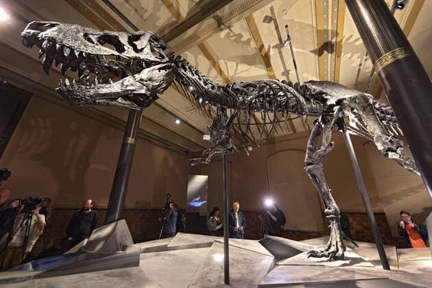 Themen der Woche Bilder des Tages Im Berliner Naturkundemuseum ist ab Donnerstag (17.12.15) eines der weltweit am besten erhaltenen Exemplare des Tyrannosaurus rex zu sehen. Bereits am Mittwoch (16.12.15) wurde das aus 170 Knochen bestehende Skelett der Presse gezeigt, ehe es am Tag darauf dem gesamten Publikum zugaenglich gemacht wird. Auf das zwoelf Meter lange Skelett ist dabei eine Kopie des Kopfes montiert, da der originale, nahezu vollstaendig erhaltene Schaedel zu schwer waere. Er wird in einer extra Vitrine gezeigt. Das neue Ausstellungshighlight wurde auf den Namen Tristan getauft. Das Skelett wurde 2012 im US-Bundesstaat Montana gefunden und gilt unter internationalen Experten als einmaliger Fund. Das Berliner Museum verdankt den Neuzugang dem daenisch-staemmigen Maezen Niel Nielsen. Von Tyrannosaurus Rex gibt es weltweit nur rund 50 Exemplare, viele davon aber bedeutend schlechter erhalten als das Berliner E Copyright: epd-bild JuergenxBlume EDITORIAL USE ONLY