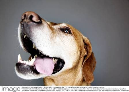 Portrait of a panting mongrel in front of grey background  JATF000768
