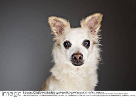 Portrait of a mongrel in front of grey background  JATF000769