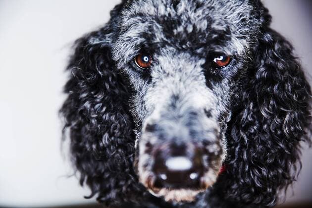 Portrait of starring standard poodle  JATF000775