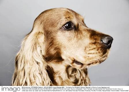 Portrait of an English Cocker Spaniel in front of grey background  JATF000776