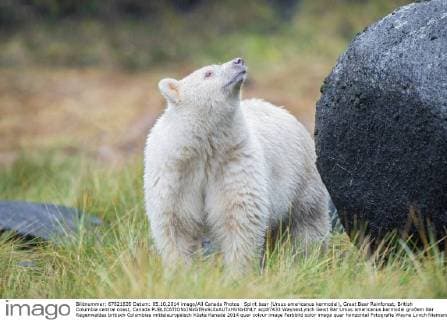 Spirit bear (Ursus americanus kermodei), Great Bear Rainforest, British Columbia central coast, Canada  acp87433 WaynexLynch