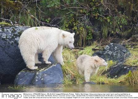 Mother Spirit bear (Ursus americanus kermodei) and yearling cub fishing at a salmon stream, Great Bear Rainforest, British Columbia central coast, Canada  acp87446 WaynexLynch