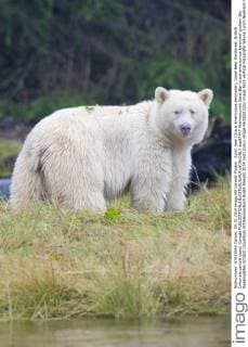 Spirit bear (Ursus americanus kermodei), Great Bear Rainforest, British Columbia central coast, Canada  acp87447 WaynexLynch