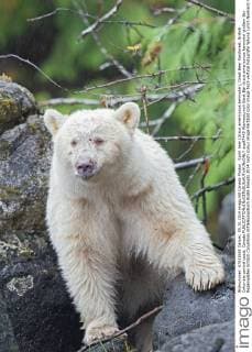 Spirit bear (Ursus americanus kermodei), Great Bear Rainforest, British Columbia central coast, Canada  acp87449 WaynexLynch