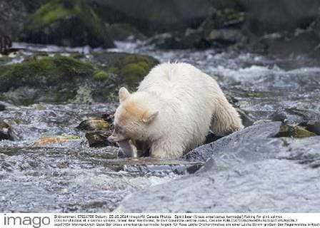 Spirit bear (Ursus americanus kermodei) fishing for pink salmon (Onchoryhnchus at a salmon stream, Great Bear Rainforest, British Columbia central coast, Canada  acp87454 WaynexLynch