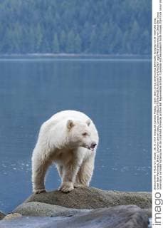 Spirit bear (Ursus americanus kermodei) foraging in the intertidal zone, Great Bear Rainforest, British Columbia central coast, Canada  acp87465 WaynexLynch